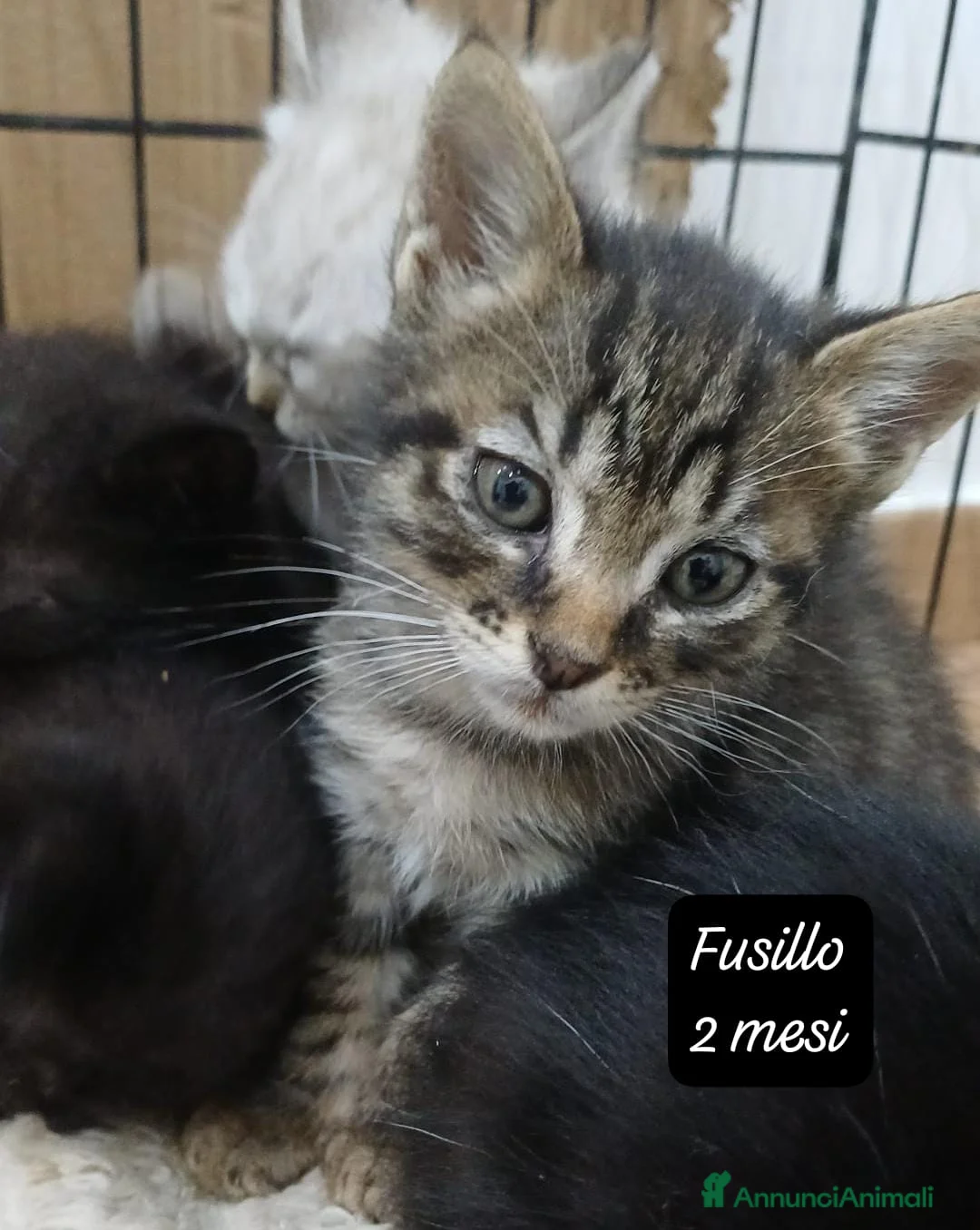 Altre razze gatti in regalo: Gattini destinati alla colonia  a Provincia di Ferrara - Annuncio 10