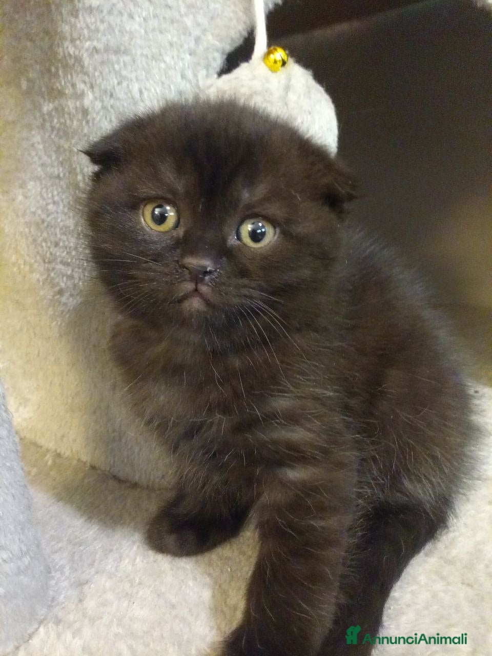 Scottish gatti Gattini di razza Scottish Fold - Annuncio 1