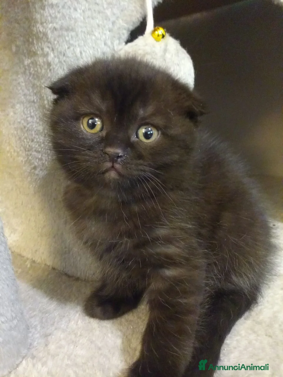 Scottish gatti in vendita: Gattini di razza Scottish Fold - Annuncio 1
