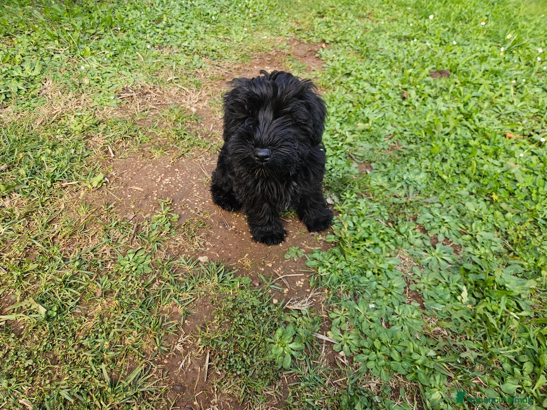 Mini Schnauzer cani in vendita: Cuccioli schnauzer nano - Annuncio 7