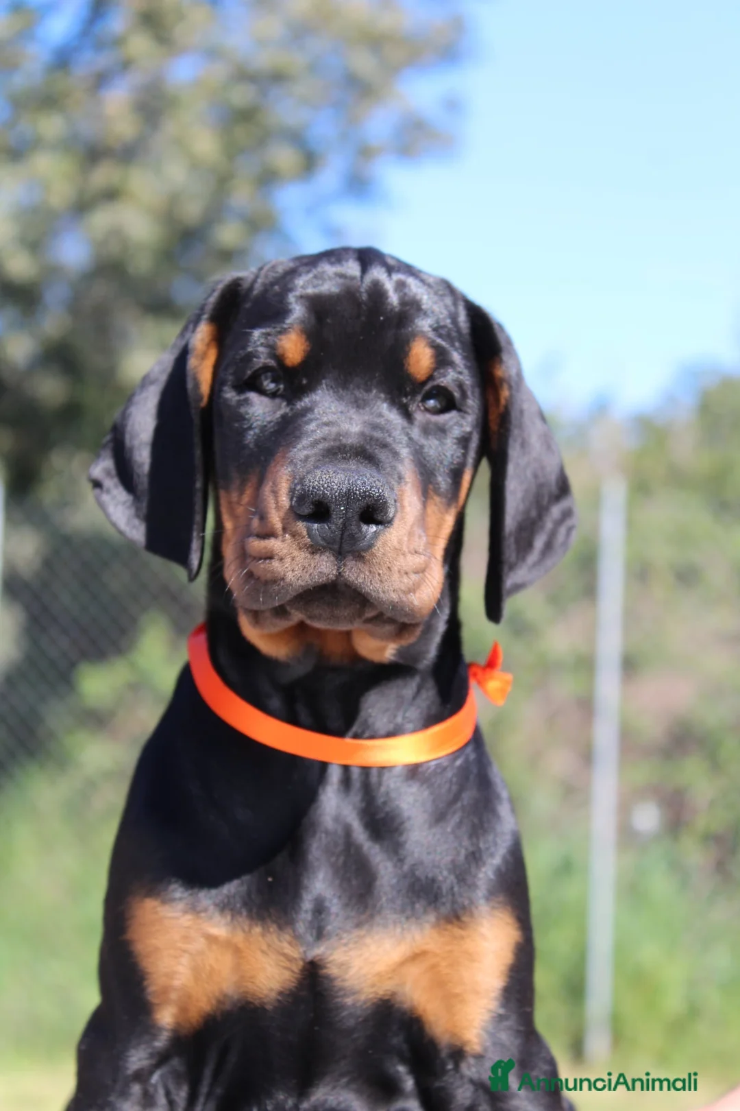 Dobermann cani in vendita: Cuccioli di Dobermann in Toscana - Annuncio 1