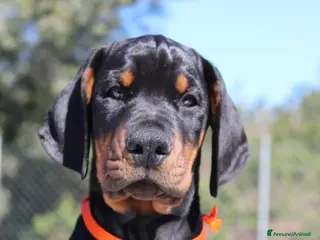 Dobermann cani Cuccioli di Dobermann in Toscana - Annuncio 1