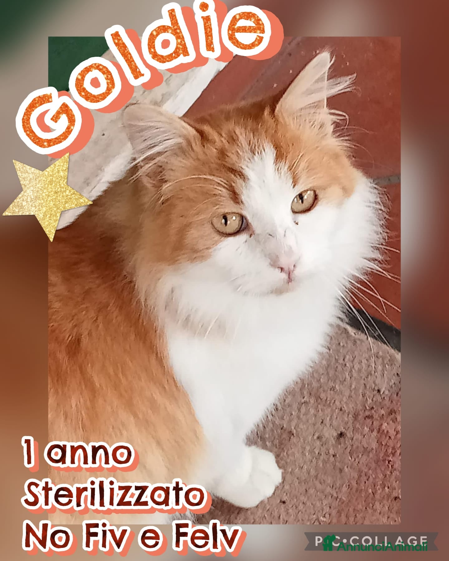 Europeo gatti  GOLDIE GATTINO BELLISSIMO - Annuncio 1
