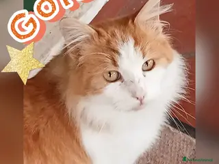 Europeo gatti GOLDIE GATTINO BELLISSIMO - Annuncio 1