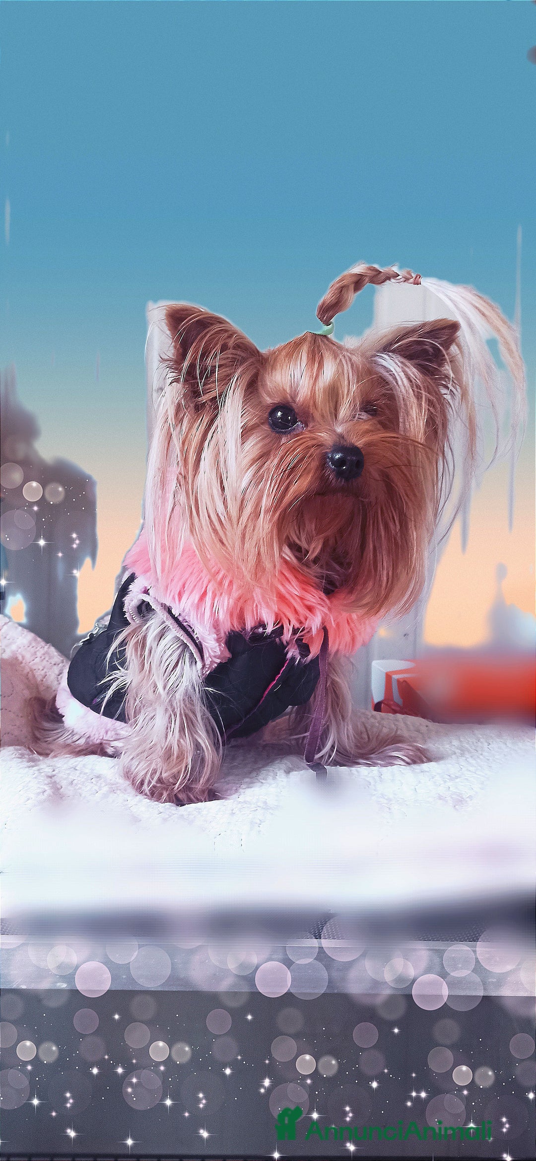 Yorkshire cani in vendita: Yorkshire toy - Annuncio 3