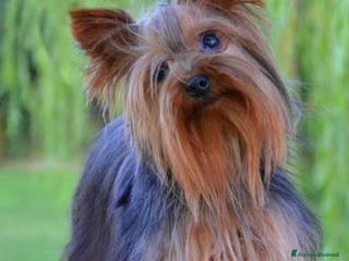 Yorkshire cani CUCCIOLO YORKSHIRE CON PEDIGREE - Annuncio 3