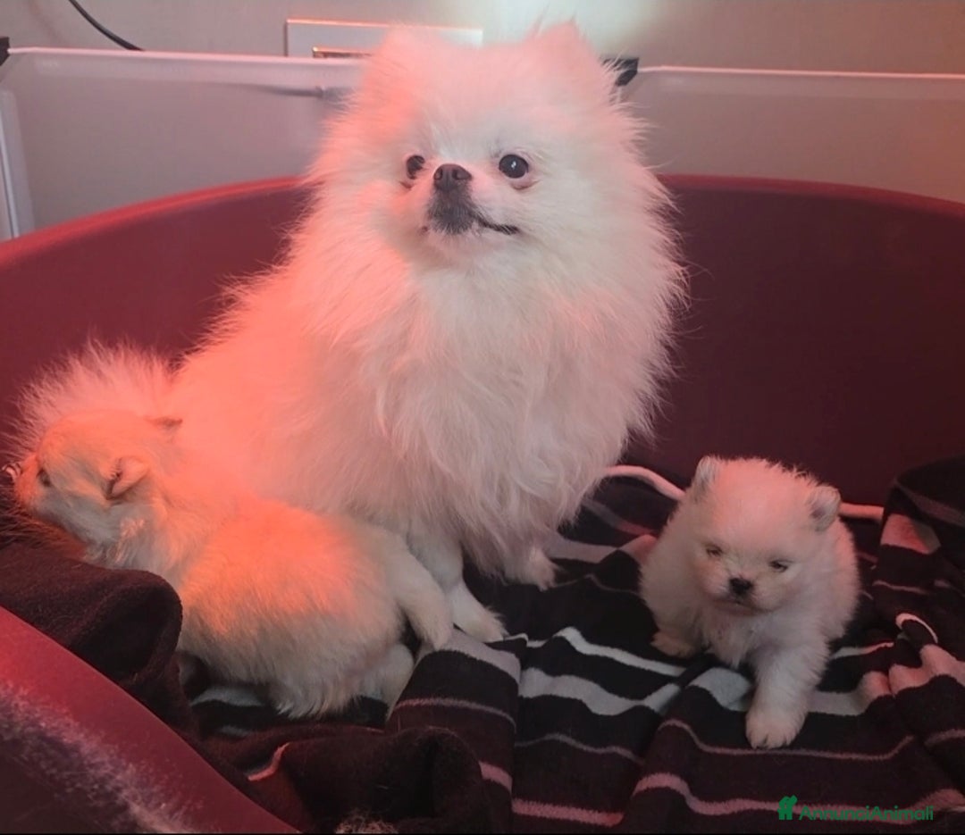 Volpino Pomerania cani in vendita: Maschietto pomerania disponibile a Provincia di Vibo Valentia - Immagine 4