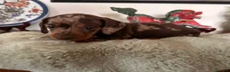 Bassotto cani in vendita: Bassotti pedigree Enci - Annuncio 2
