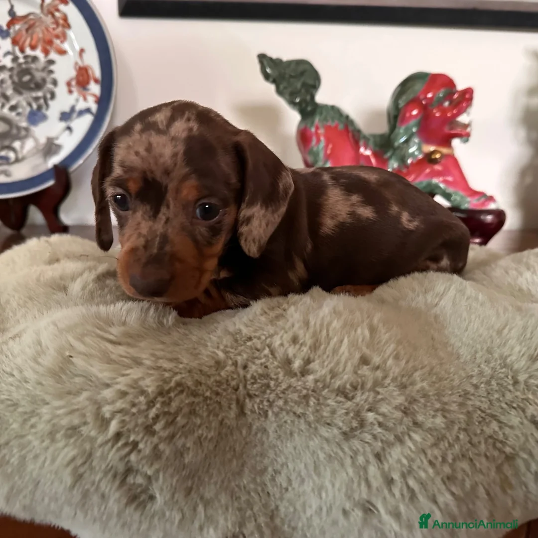 Bassotto cani in vendita: Bassotti pedigree Enci - Annuncio 2