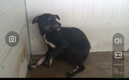 Meticcio cani in regalo: Luigi: timido, docile, socievole  a Città Metropolitana di Genova - Immagine 4