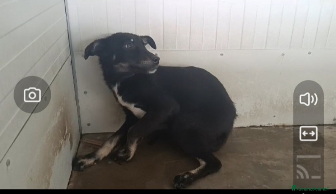 Meticcio cani in regalo: Luigi: timido, docile, socievole  a Città Metropolitana di Genova - Immagine 4