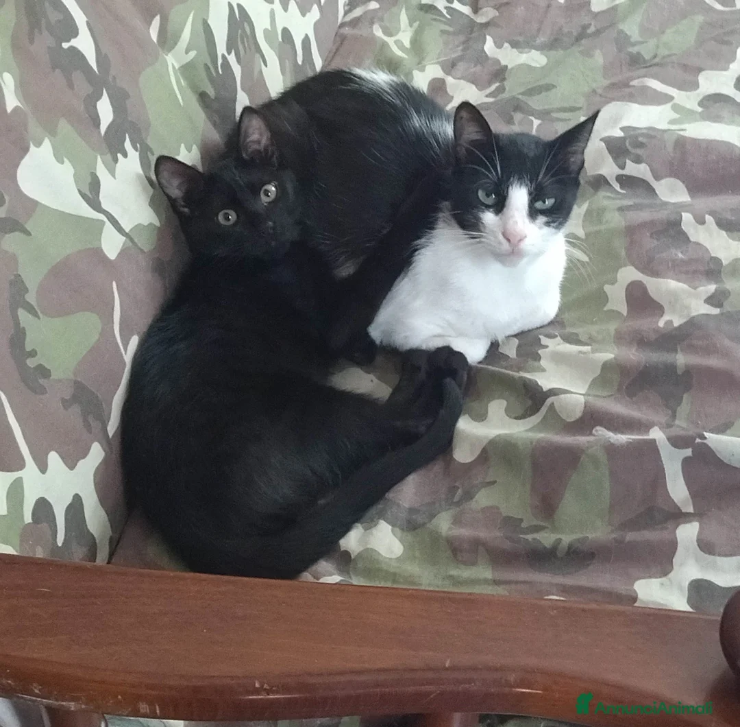 Europeo gatti in regalo: gatta giovane - Annuncio 2