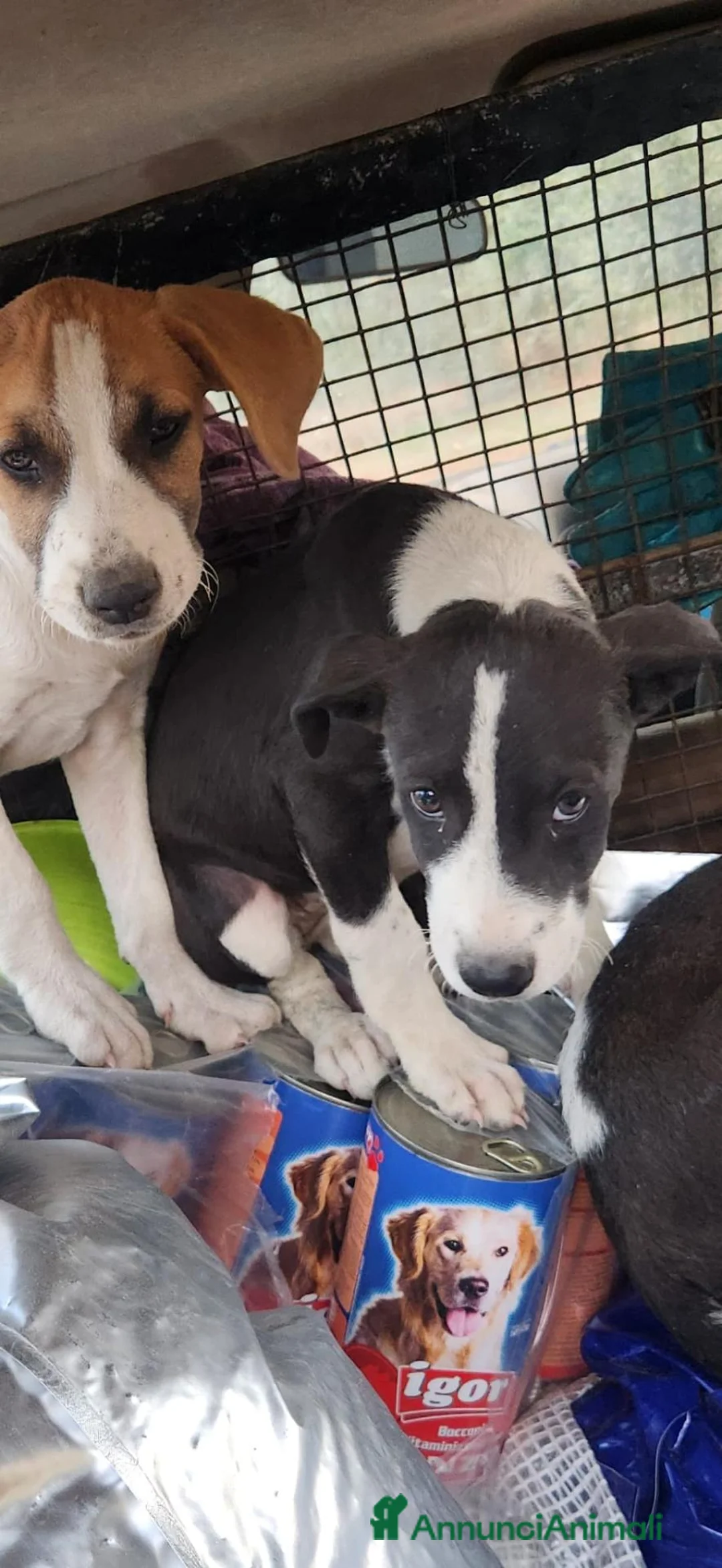 Meticcio cani in regalo: 3cucciole femmine sui 3mesi tg media SOS COSENZA - Annuncio 2
