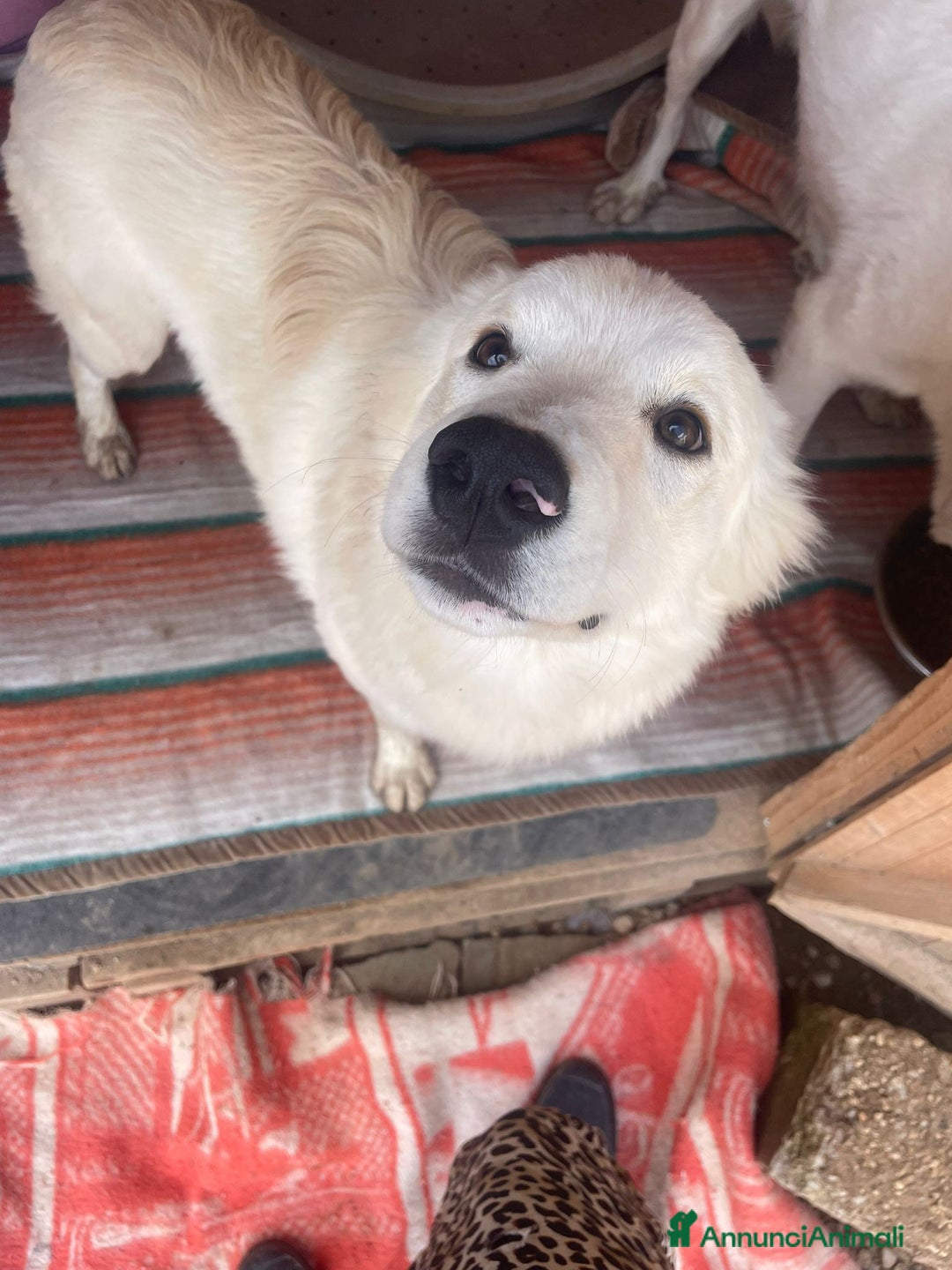 Meticcio cani in regalo: IL DOLCISSIMO E BELLISSIMO AIKO - Annuncio 8