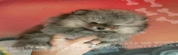 Volpino Pomerania cani in vendita: Cuccioli di Pomerania con Pedigree - Annuncio 12