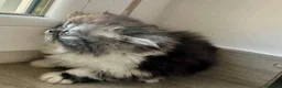 Persiano gatti in vendita: Cuccioli persiani ipertipici - Annuncio 6