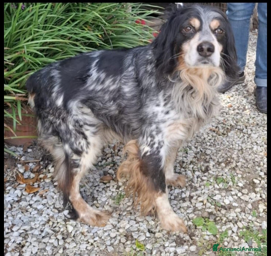 Breton cani Breton 12anni rimasto solo in recinto.PISTOIA SOS  - Annuncio 14