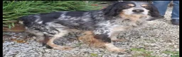 Breton cani in regalo: Breton 12anni rimasto solo in recinto.PISTOIA SOS  - Annuncio 1