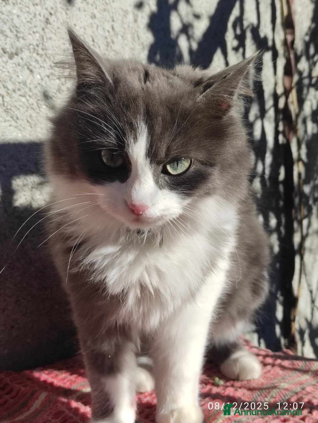 Ragdoll gatti per accoppiamento: Cerco fidanzato  - Annuncio 3