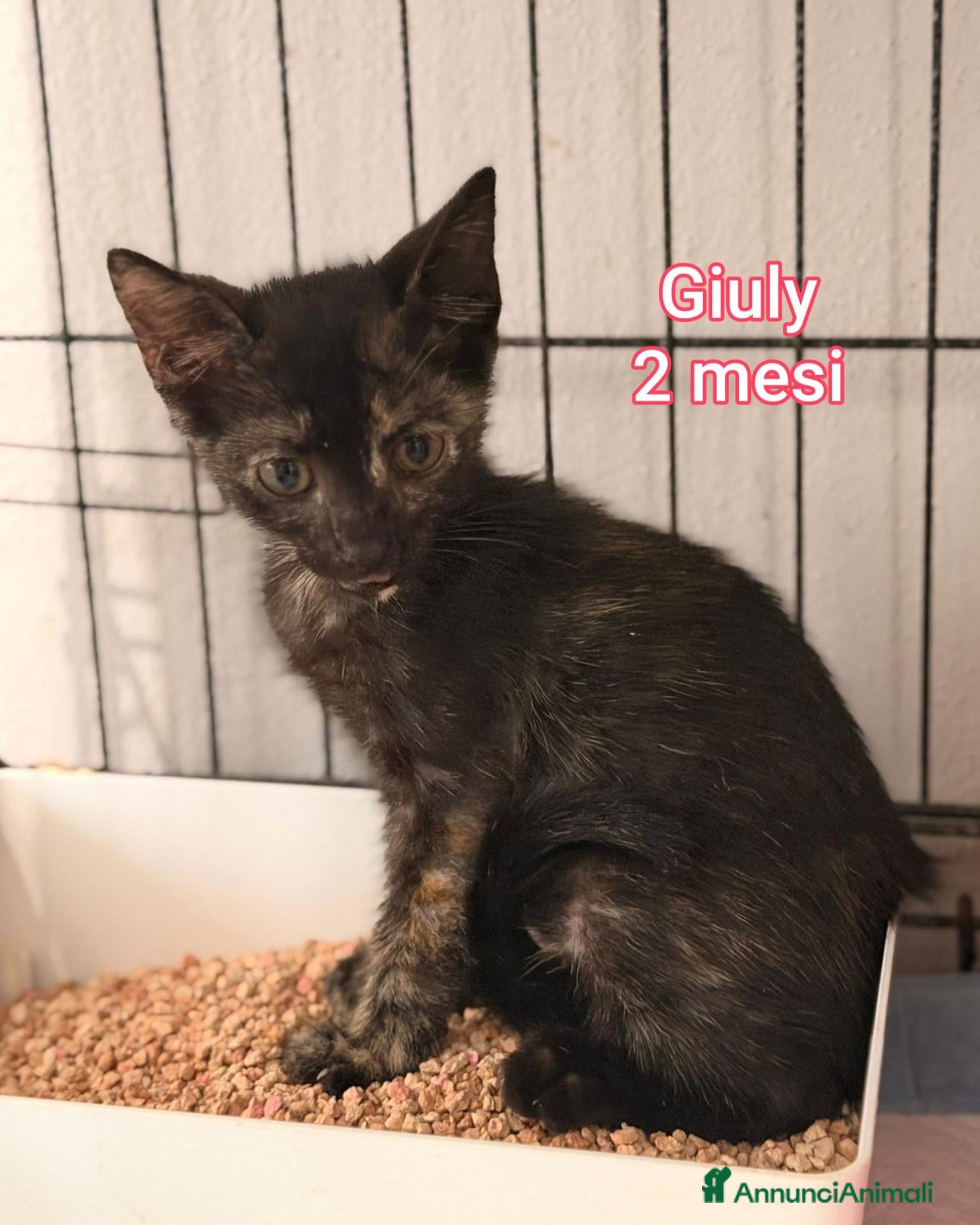 Altre razze gatti in regalo: ADOTTA UN GATTINO! - Annuncio 2