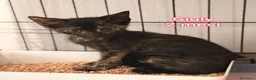 Altre razze gatti in regalo: ADOTTA UN GATTINO! a Provincia di Reggio Emilia - Annuncio 1