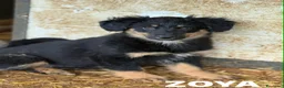 Meticcio cani in regalo: 4 SPLENDIDI CUCCIOLI cercano casa! Super coccoloni - Annuncio 13