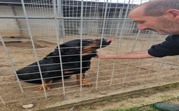 Rottweiler cani in regalo: Ares: 5 anni, Rottweiler equilibrato, socievole  a Città Metropolitana di Genova - Immagine 7