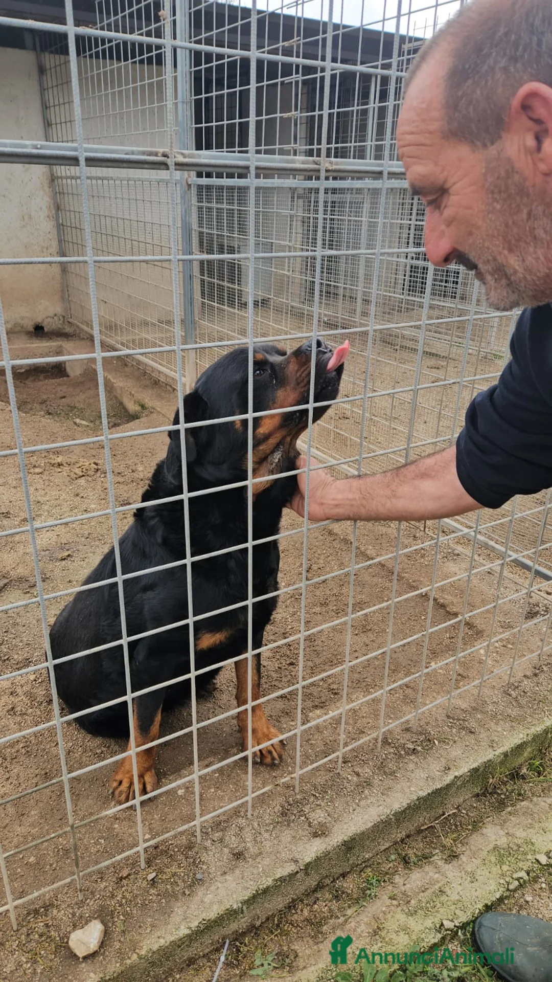 Rottweiler cani in regalo: Ares: 7 anni, Rottweiler equilibrato, socievole  a Città Metropolitana di Genova - Annuncio 10