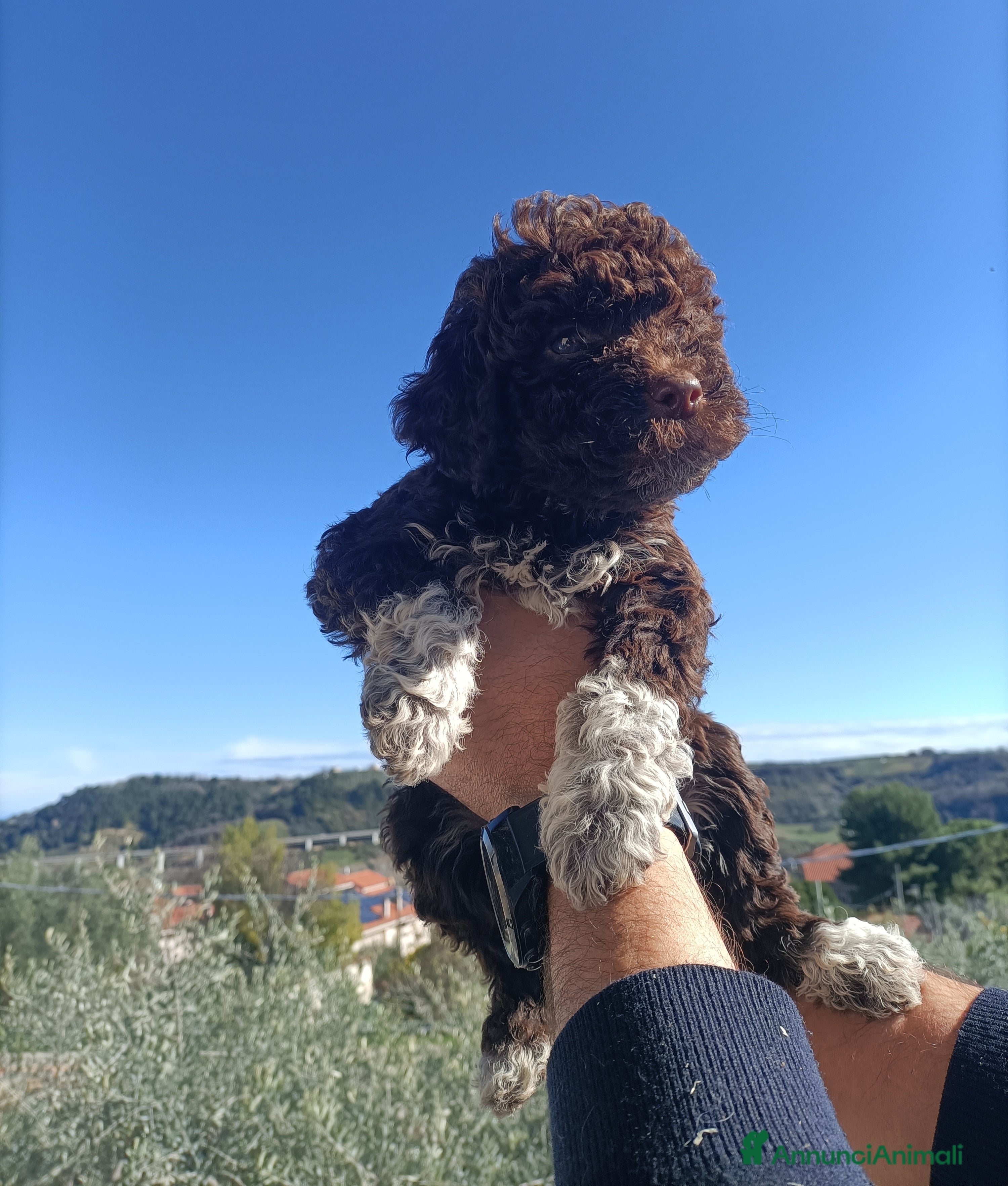 Lagotto cani Cuccioli di Lagotto Romagnolo con Pedigree  - Annuncio 4