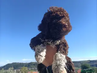 Lagotto cani Cuccioli di Lagotto Romagnolo con Pedigree - Annuncio 4