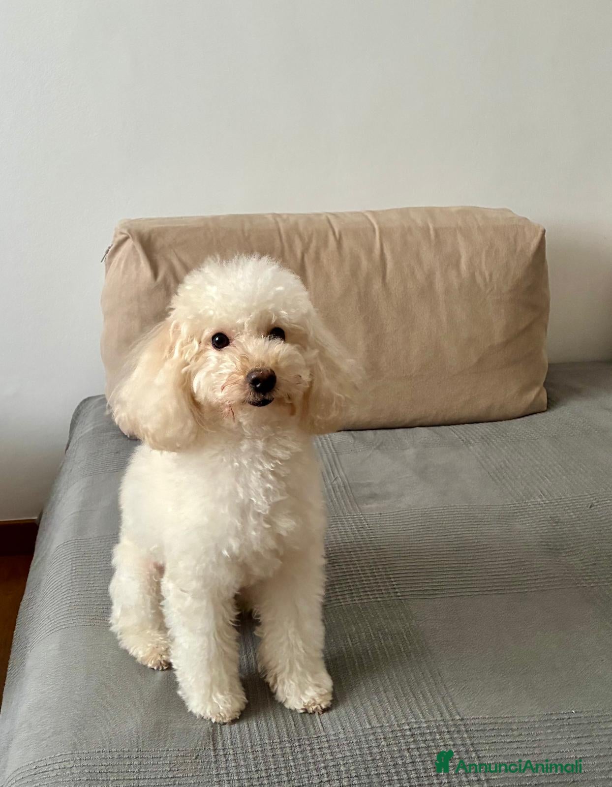 Barboncino Toy cani Splendido barboncino toy red - Annuncio 2