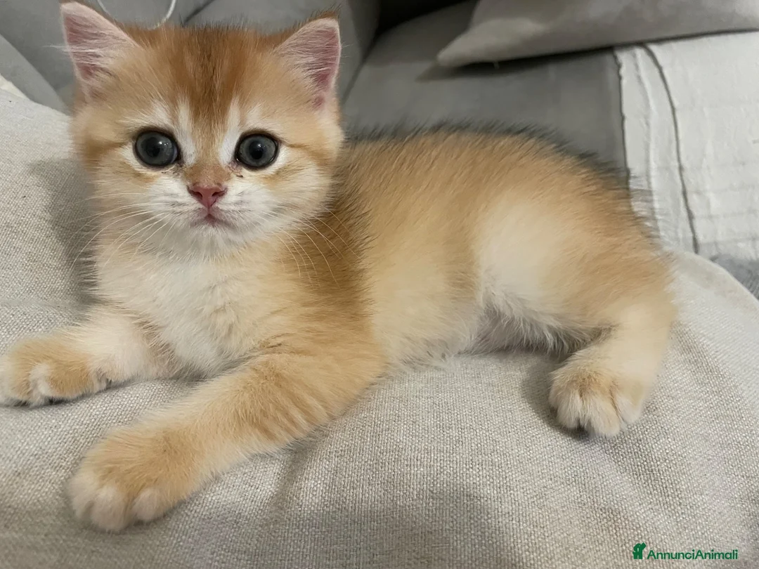 British gatti in vendita: Prenotazione cuccioli British Shorthair  NY12 - Annuncio 10