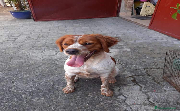 Breton cani a Provincia di Asti - Annuncio 1