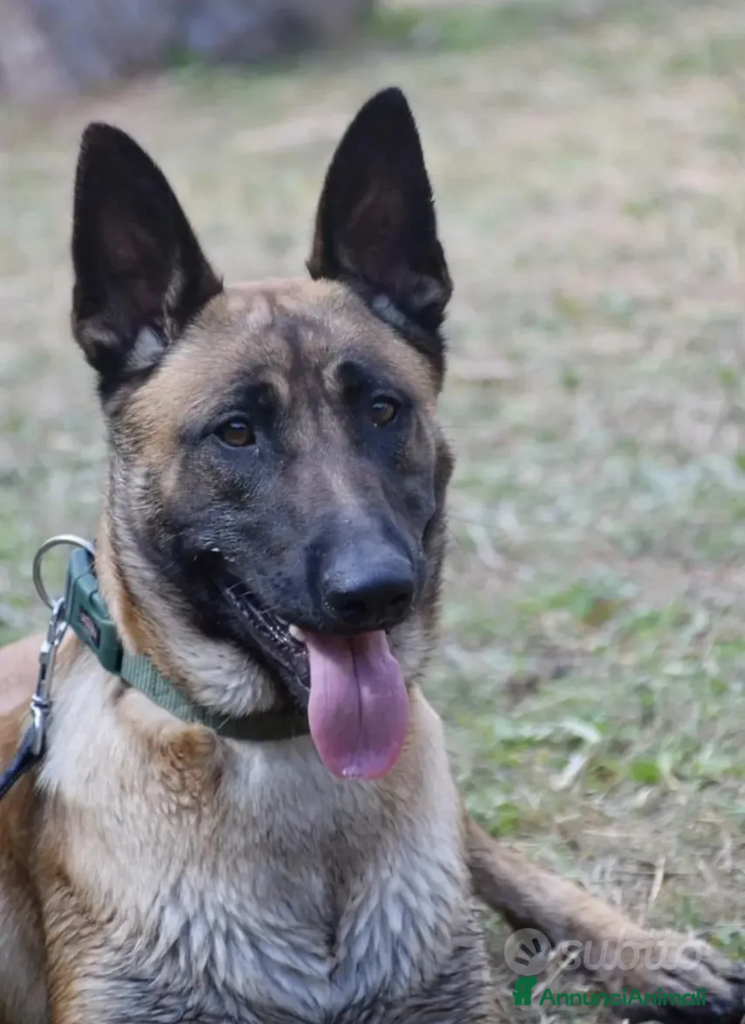 Pastore Belga cani in vendita: Splendidi cuccioli di Pastore Belga Malinois  - Annuncio 22