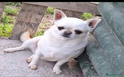 Chihuahua cani in vendita: Chihuahua femmina  a Città metropolitana di Roma Capitale - Immagine 1