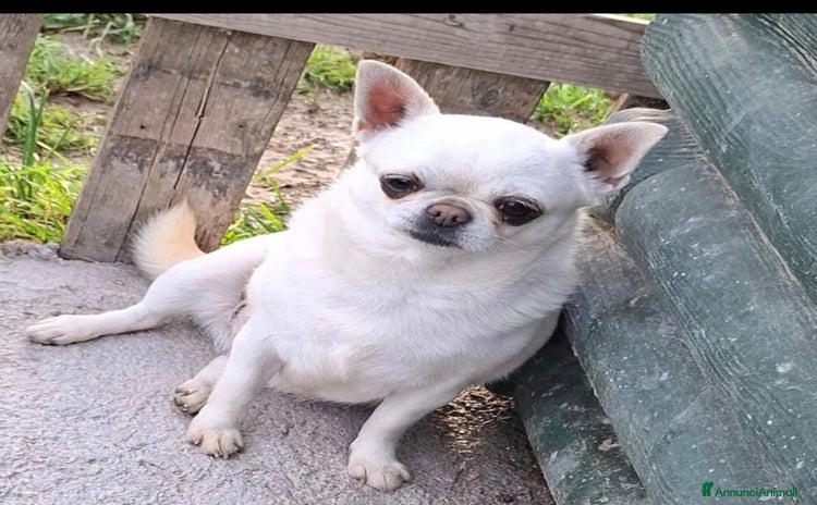 Chihuahua cani a Città metropolitana di Roma Capitale - Annuncio 1