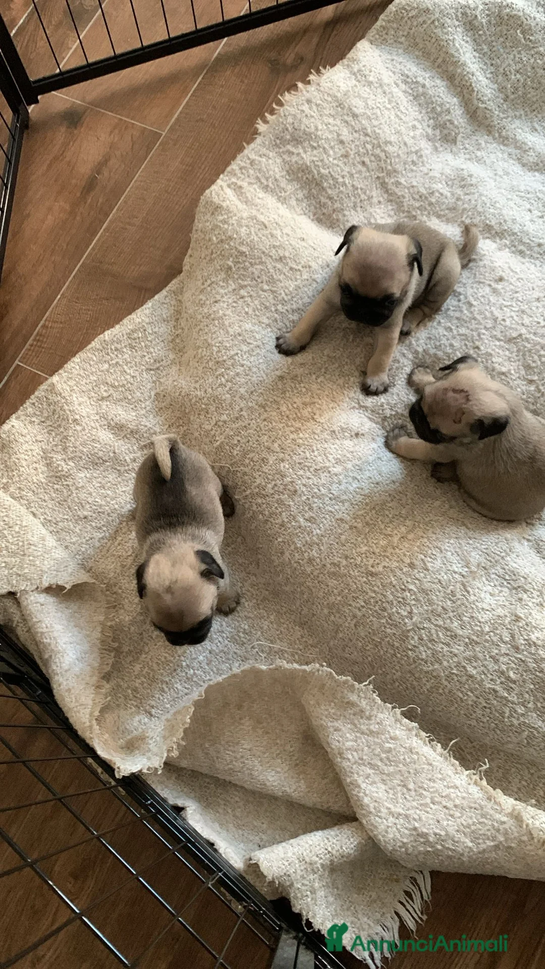 Carlino cani in vendita: Vendita 2 cucciole di carlino  - Annuncio 3