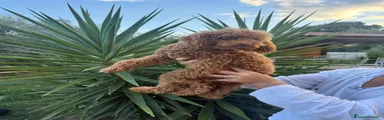 Barboncino Toy 1