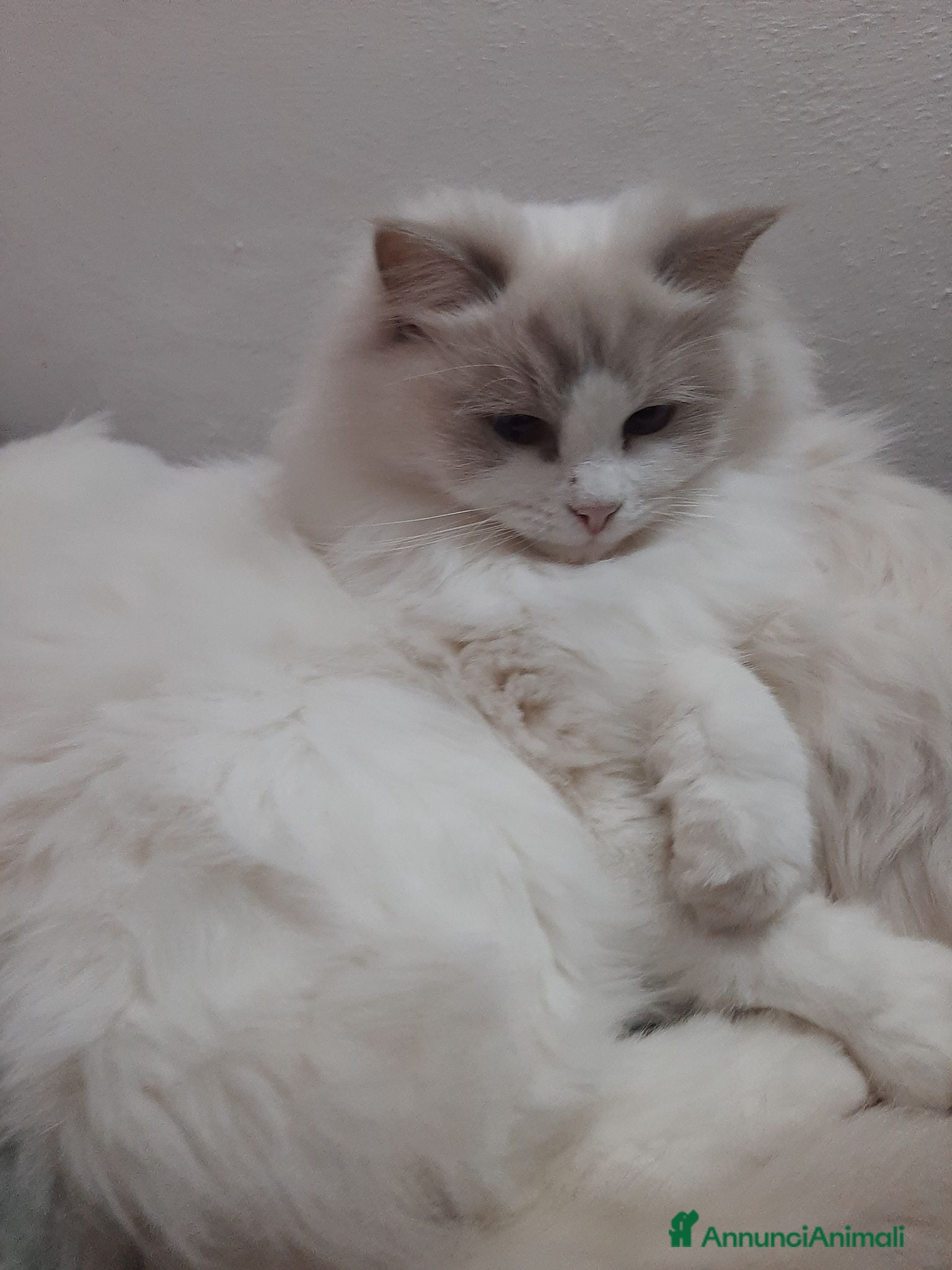 Ragdoll gatti Ragdoll con Pedigree  - Annuncio 1