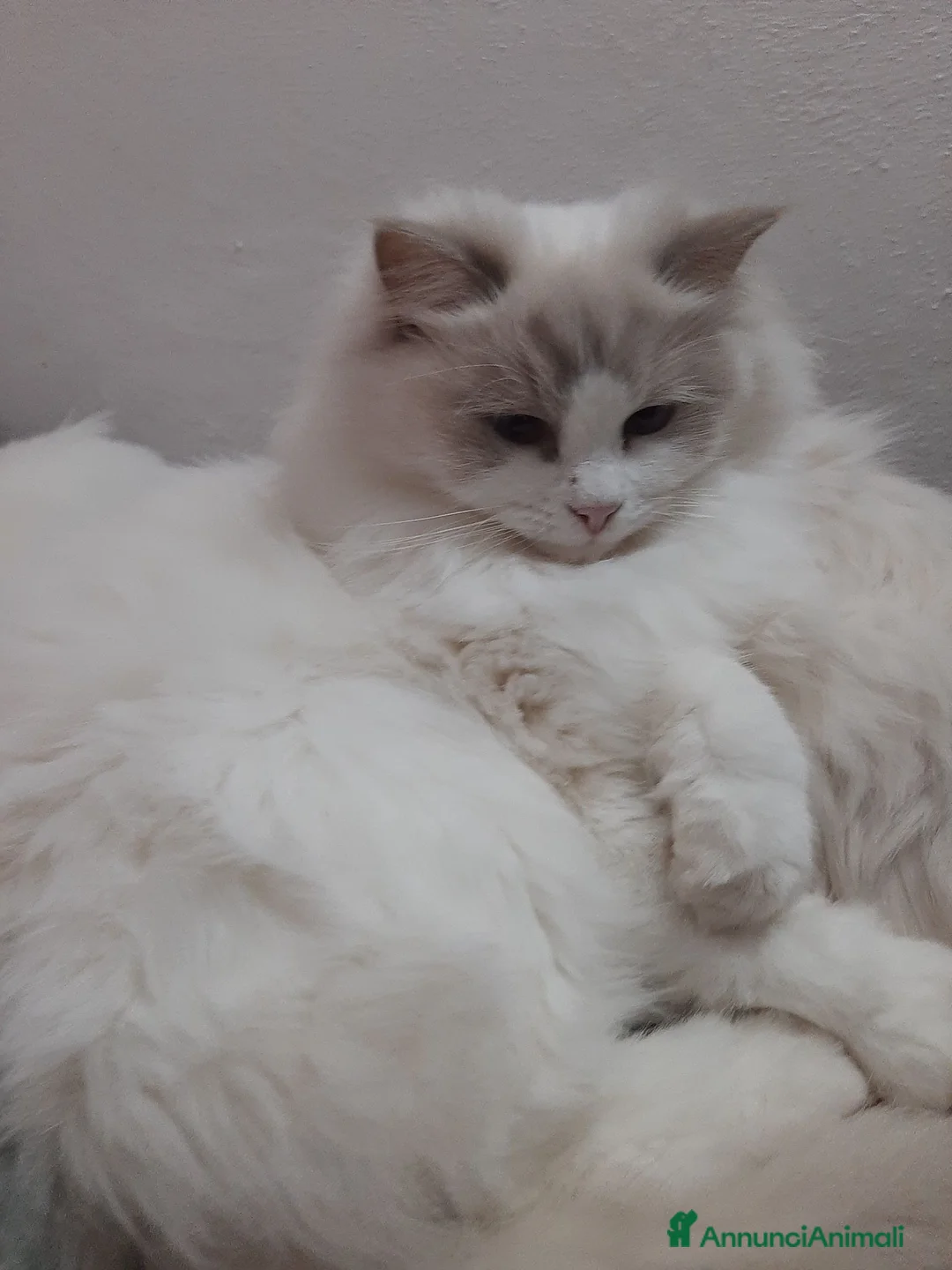 Ragdoll gatti in vendita: Ragdoll con Pedigree  - Annuncio 1