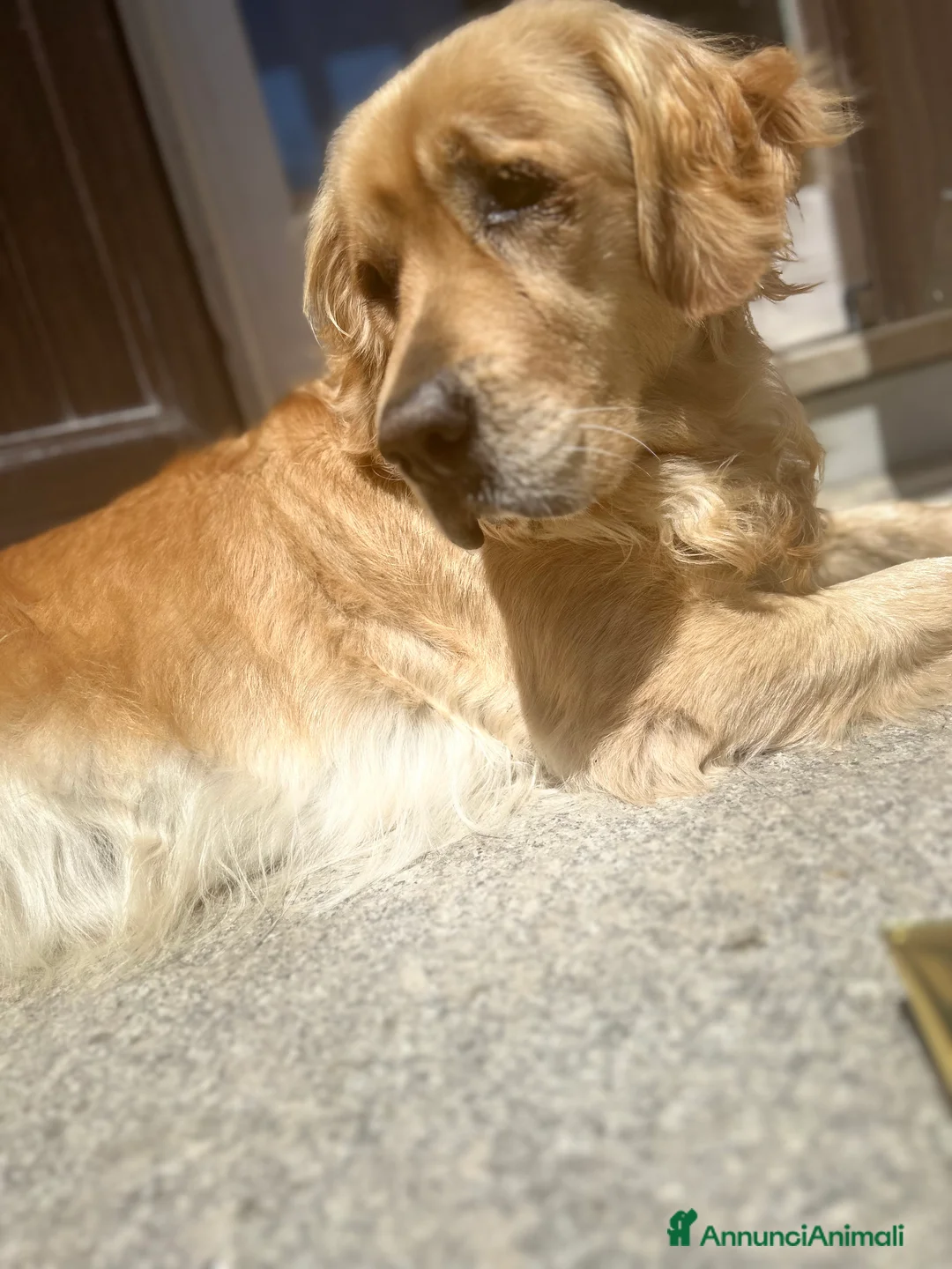 Golden Retriever cani in vendita: Golden Retrivers americani  - Annuncio 2