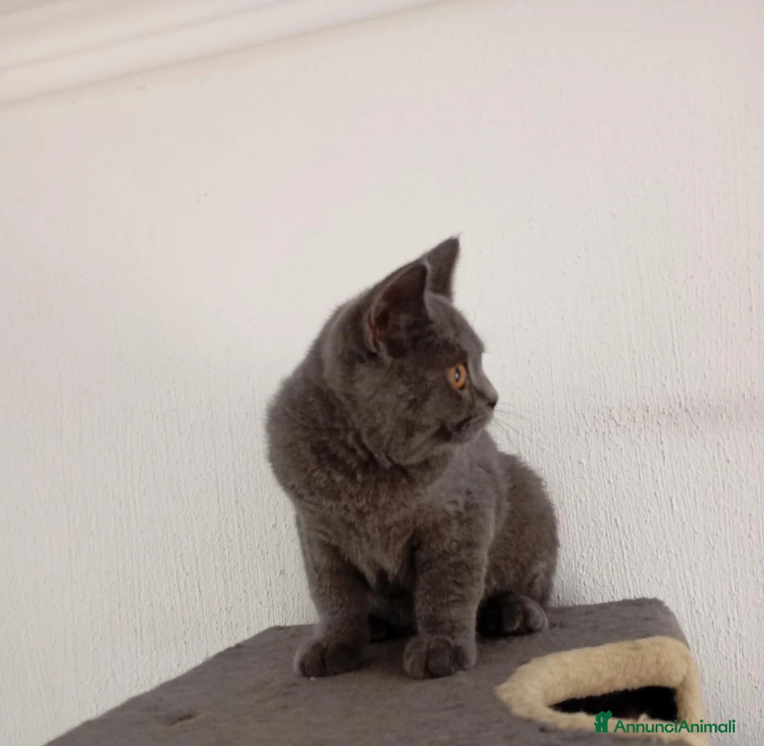 British gatti in vendita: Femmine British shorhair  - Annuncio 5