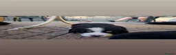 Bovaro del Bernese cani in vendita: Cuccioli bovari del bernese  - Annuncio 7
