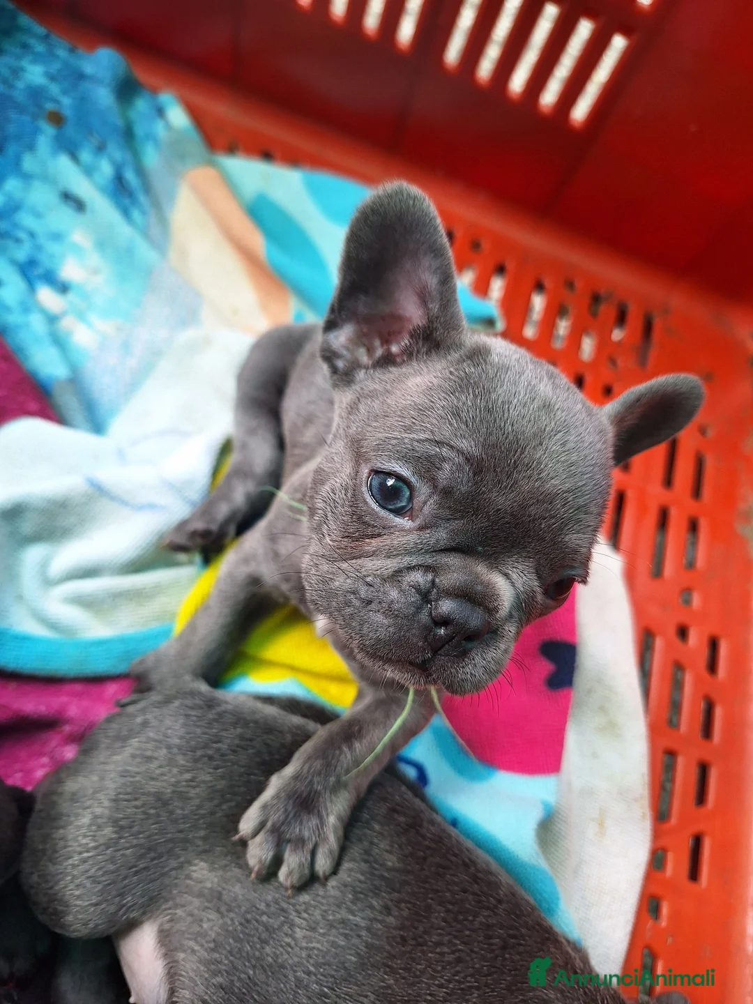Bulldog Francese cani in vendita: Cuccioli buldog francese blu a Provincia di Trieste - Annuncio 5