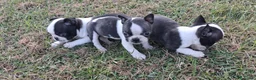 Boston Terrier cani in vendita: Cuccioli di Boston terrier pedigree enci  - Annuncio 3