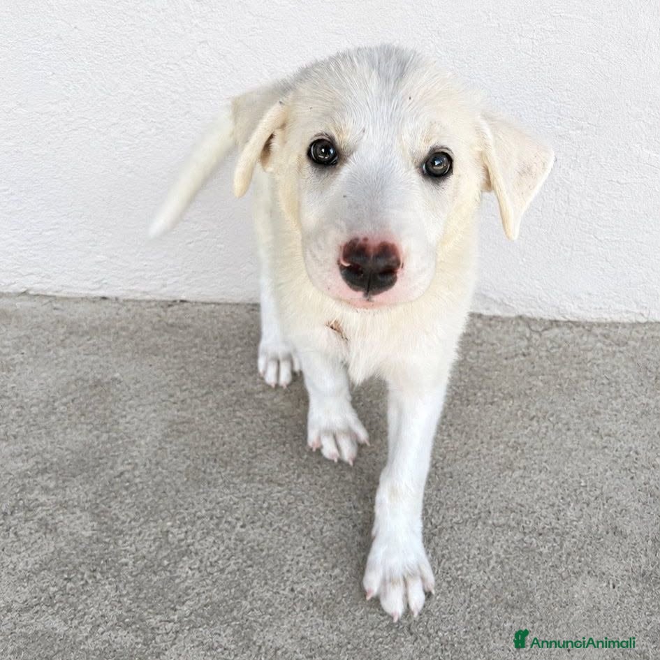 Meticcio cani Ester - Annuncio 21