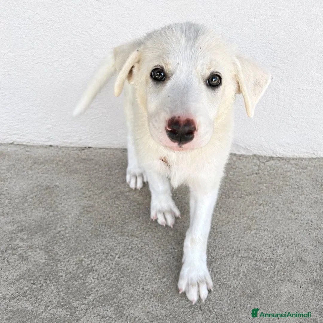 Meticcio cani in regalo: Ester - Annuncio 1