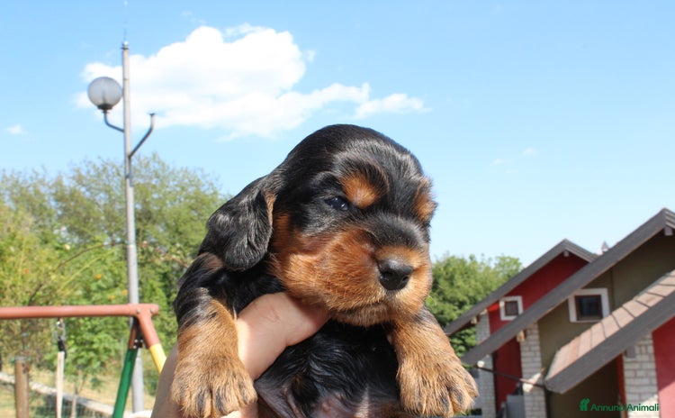 Cocker cani a Provincia di Vicenza - Annuncio 1