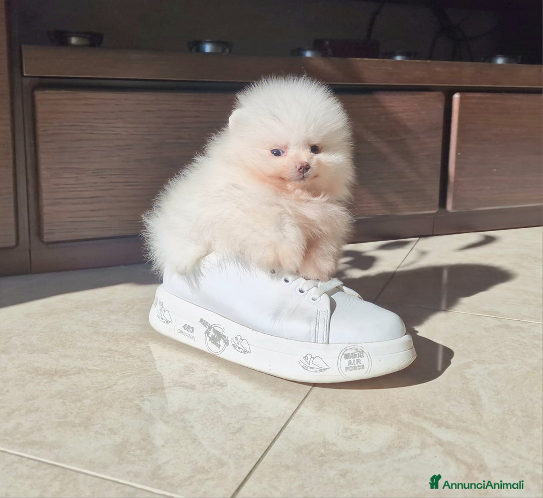 Spitz cani in vendita: Spitz tedesco NANO ( POMERANIA  ) a Provincia di Monza e della Brianza - Annuncio 5