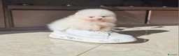 Spitz cani in vendita: Spitz tedesco NANO ( POMERANIA  ) a Provincia di Monza e della Brianza - Annuncio 5